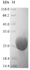 Greater than 85% as determined by SDS-PAGE.