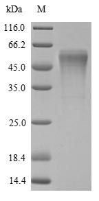 Greater than 85% as determined by SDS-PAGE.