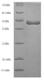 Greater than 90% as determined by SDS-PAGE.