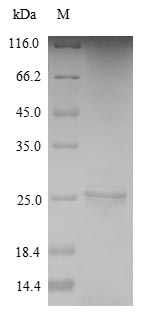 Greater than 90% as determined by SDS-PAGE.