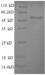 Greater than 90% as determined by SDS-PAGE.