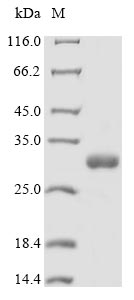 Greater than 85% as determined by SDS-PAGE.