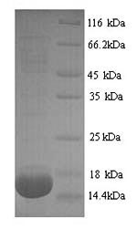 Greater than 90% as determined by SDS-PAGE.