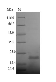 Greater than 90% as determined by SDS-PAGE.