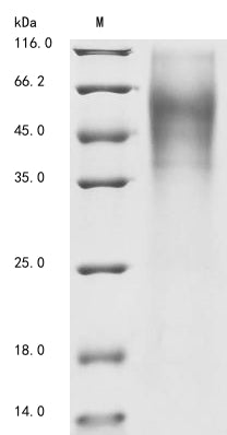 Greater than 85% as determined by SDS-PAGE.