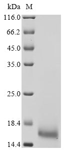 Greater than 90% as determined by SDS-PAGE.