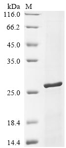 Greater than 90% as determined by SDS-PAGE.