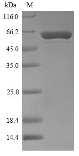 Greater than 90% as determined by SDS-PAGE.