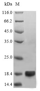 Greater than 90% as determined by SDS-PAGE.