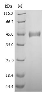 Greater than 90% as determined by SDS-PAGE.