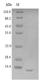 Greater than 90% as determined by SDS-PAGE.