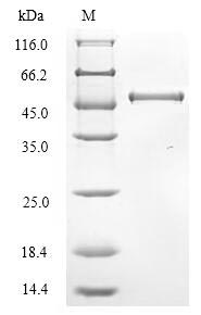 Greater than 90% as determined by SDS-PAGE.