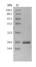 Greater than 90% as determined by SDS-PAGE.