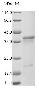 Greater than 90% as determined by SDS-PAGE.