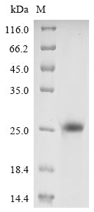 Greater than 90% as determined by SDS-PAGE.