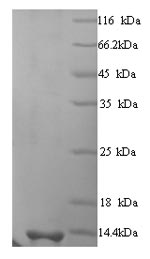 Greater than 90% as determined by SDS-PAGE.