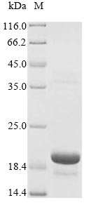 Greater than 85% as determined by SDS-PAGE.