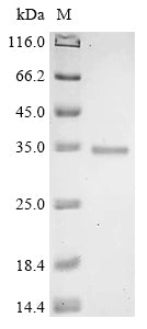 Greater than 90% as determined by SDS-PAGE.