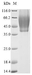 Greater than 90% as determined by SDS-PAGE.