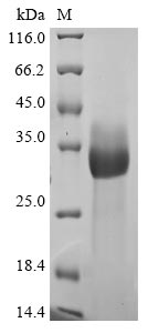 Greater than 90% as determined by SDS-PAGE.