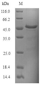 Greater than 90% as determined by SDS-PAGE.