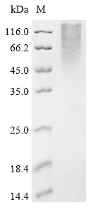 Greater than 90% as determined by SDS-PAGE.