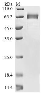 Greater than 85% as determined by SDS-PAGE.