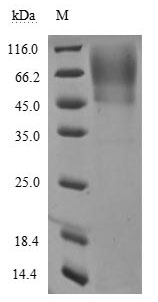 Greater than 90% as determined by SDS-PAGE.