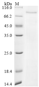 Greater than 90% as determined by SDS-PAGE.