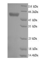 Greater than 90% as determined by SDS-PAGE.