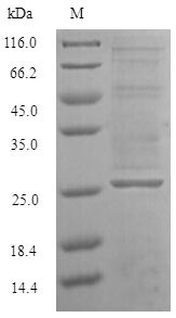 Greater than 90% as determined by SDS-PAGE.