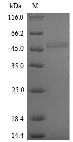 Greater than 90% as determined by SDS-PAGE.