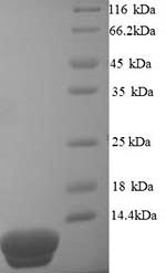 Greater than 90% as determined by SDS-PAGE.