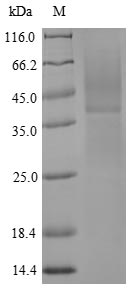 Greater than 85% as determined by SDS-PAGE.