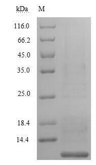 Greater than 90% as determined by SDS-PAGE.