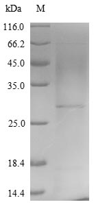 Greater than 85% as determined by SDS-PAGE.