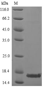 Greater than 85% as determined by SDS-PAGE.