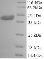 Greater than 90% as determined by SDS-PAGE.