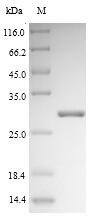 Greater than 90% as determined by SDS-PAGE.