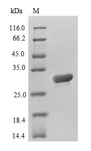 Greater than 90% as determined by SDS-PAGE.