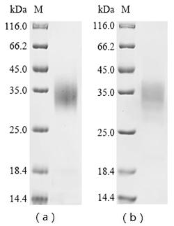 Greater than 85% as determined by SDS-PAGE.