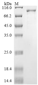 Greater than 85% as determined by SDS-PAGE.