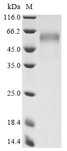 Greater than 90% as determined by SDS-PAGE.