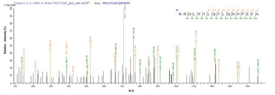 Based on the SEQUEST from database of Yeast host and target protein, the LC-MS/MS Analysis result of this product could indicate that this peptide derived from Yeast-expressed Vespula vulgaris (Yellow jacket) (Wasp) N/A.