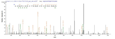 Based on the SEQUEST from database of Yeast host and target protein, the LC-MS/MS Analysis result of this product could indicate that this peptide derived from Yeast-expressed Vespula vulgaris (Yellow jacket) (Wasp) N/A.