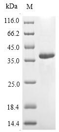 Greater than 90% as determined by SDS-PAGE.