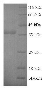 Greater than 90% as determined by SDS-PAGE.