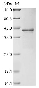 Greater than 85% as determined by SDS-PAGE.