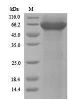 Greater than 90% as determined by SDS-PAGE.