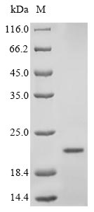 Greater than 90% as determined by SDS-PAGE.